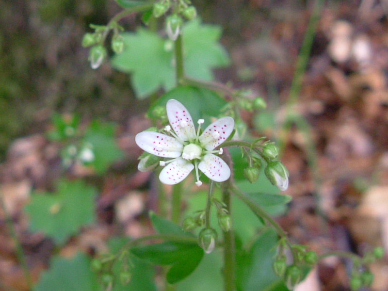 Saxifraga rotundifolia / Saxifraga a foglie rotonde